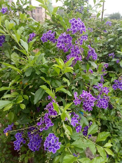 四季開花喬木|什麼花一年四季都開花？四季開花的9大推薦 